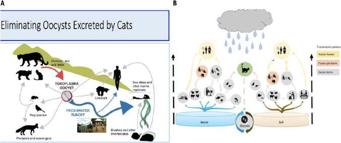 Building Programs to Eradicate Toxoplasmosis Part I: Introduction and Overview.