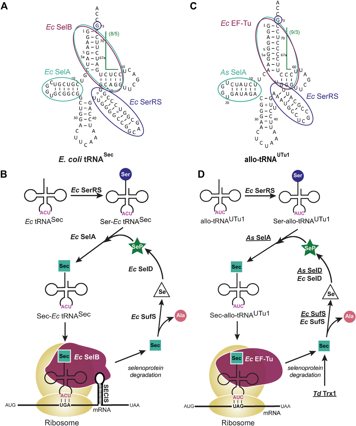 Harnessing selenocysteine to enhance microbial cell factories for hydrogen production.