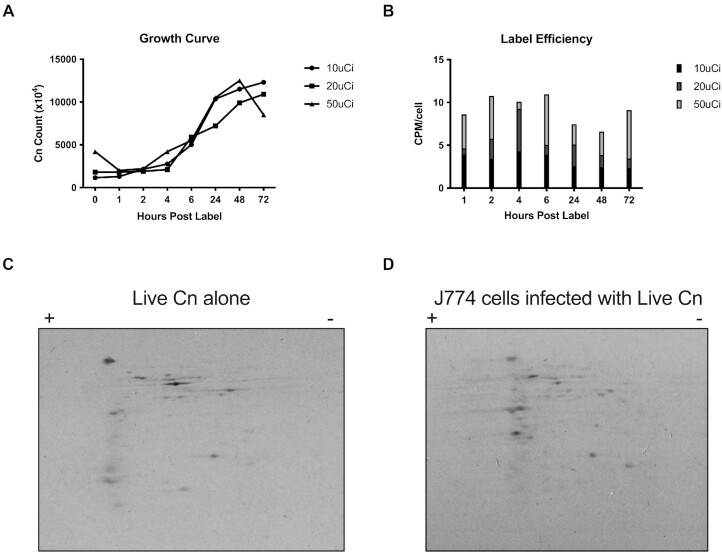 <i>Cryptococcus neoformans</i> releases proteins during intracellular residence that affect the outcome of the fungal-macrophage interaction.