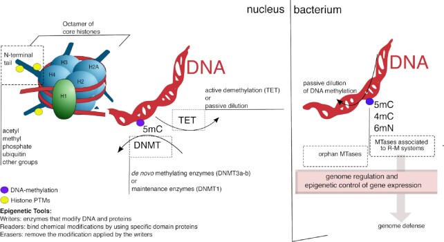 Bacterial methyltransferases: from targeting bacterial genomes to host epigenetics.