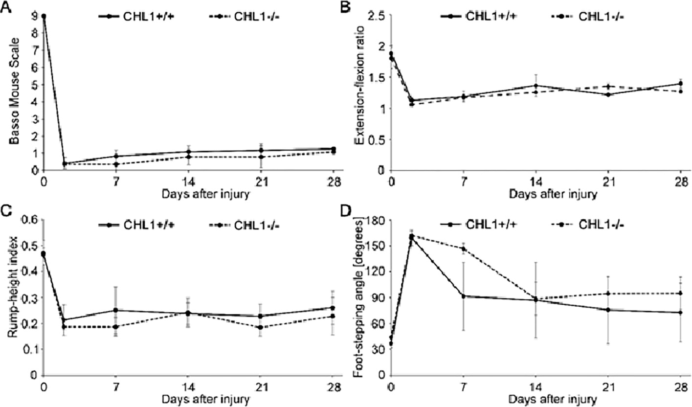 CHL1-Deficient and Wild-Type Male Mice do Not Differ in Locomotor Recovery from Spinal Cord Injury.