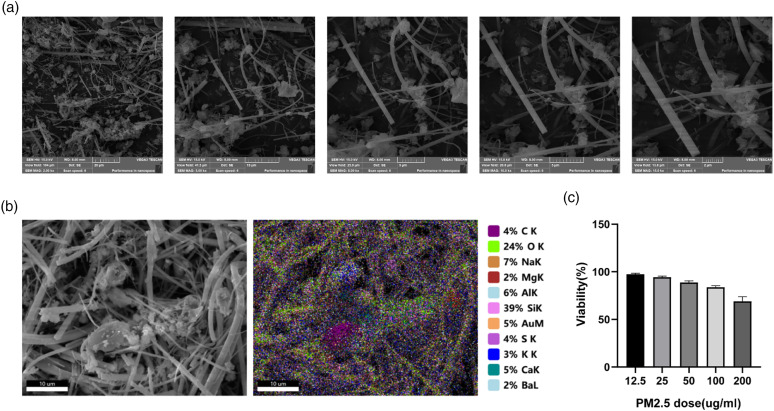 PM2.5 activated NLRP3 inflammasome and IL-1β release in MH-S cells by facilitating autophagy via activating Wnt5a.