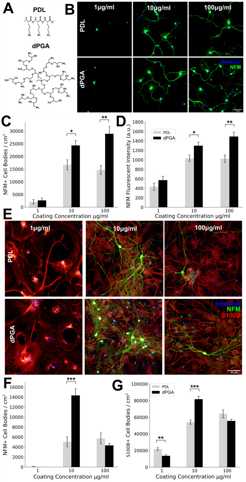 Dendritic Polyglycerol Amine: An Enhanced Substrate to Support Long-Term Neural Cell Culture.