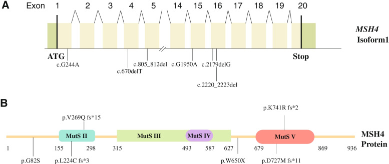 Novel bi-allelic MSH4 variants causes meiotic arrest and non-obstructive azoospermia.