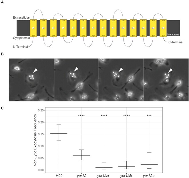 <i>Cryptococcus neoformans</i> releases proteins during intracellular residence that affect the outcome of the fungal-macrophage interaction.