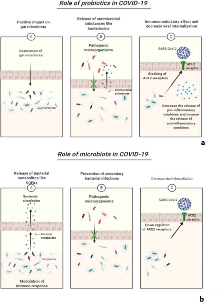 The potential application of probiotics for the prevention and treatment of COVID-19.