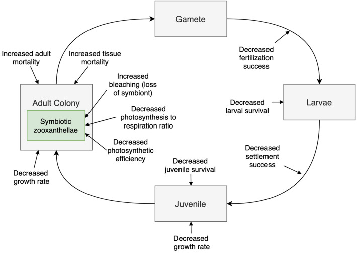 Effects of sediment exposure on corals: a systematic review of experimental studies.