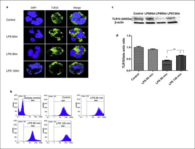 Regulation of TLR10 Expression and Its Role in Chemotaxis of Human Neutrophils.