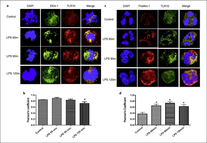 Regulation of TLR10 Expression and Its Role in Chemotaxis of Human Neutrophils.