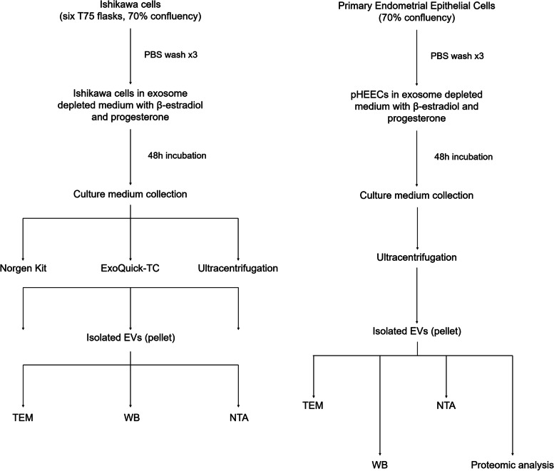 Proteomic analysis of extracellular vesicles secreted by primary human epithelial endometrial cells reveals key proteins related to embryo implantation.