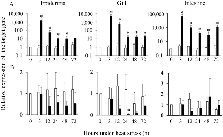 Alteration of hemoglobin ß gene expression in mucosal tissues of Japanese flounder, Paralichthys olivaceus, in response to heat stress, Edwardsiella piscicida infection, and immunostimulants administration