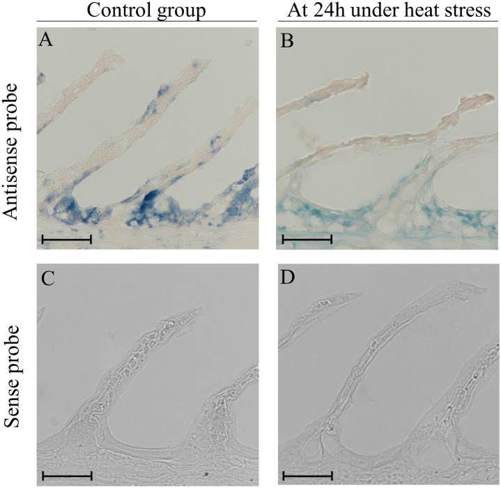 Alteration of hemoglobin ß gene expression in mucosal tissues of Japanese flounder, Paralichthys olivaceus, in response to heat stress, Edwardsiella piscicida infection, and immunostimulants administration