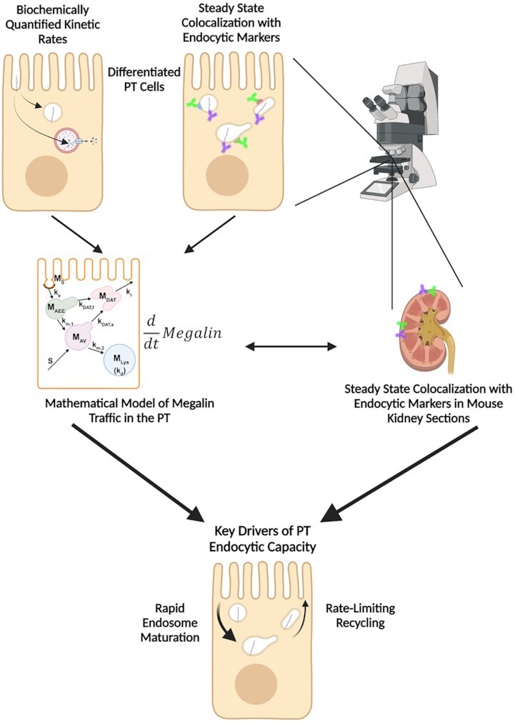 An Adaptable Physiological Model of Endocytic Megalin Trafficking in Opossum Kidney Cells and Mouse Kidney Proximal Tubule.