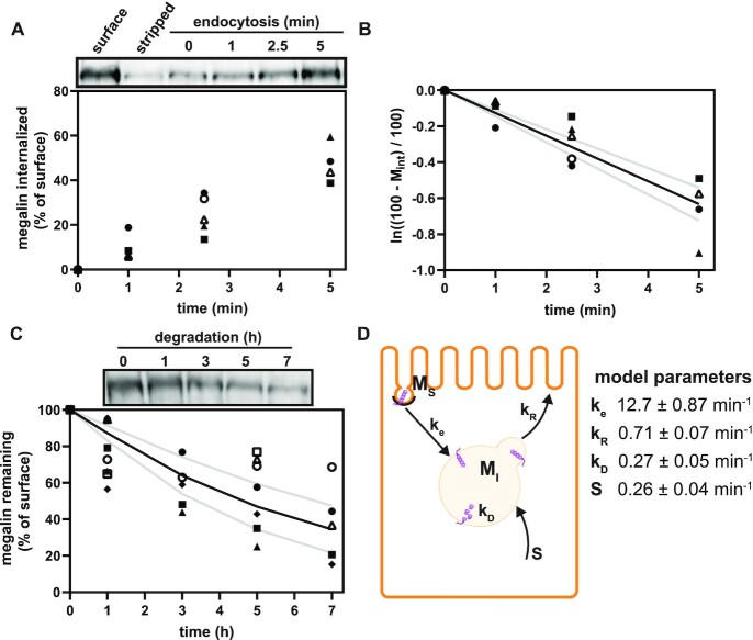 An Adaptable Physiological Model of Endocytic Megalin Trafficking in Opossum Kidney Cells and Mouse Kidney Proximal Tubule.