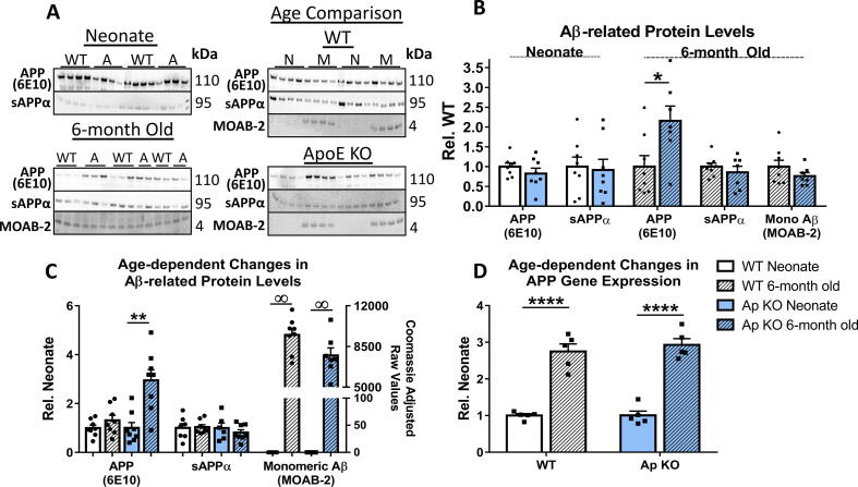 Apolipoprotein E loss of function: Influence on murine brain markers of physiology and pathology