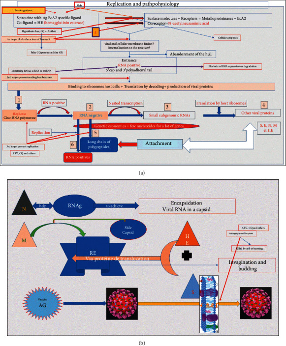 SARS-CoV-2: Molecular Structure, Pathogenesis, Potential Therapeutic Targets, and Immune Response of the Infected Subject.