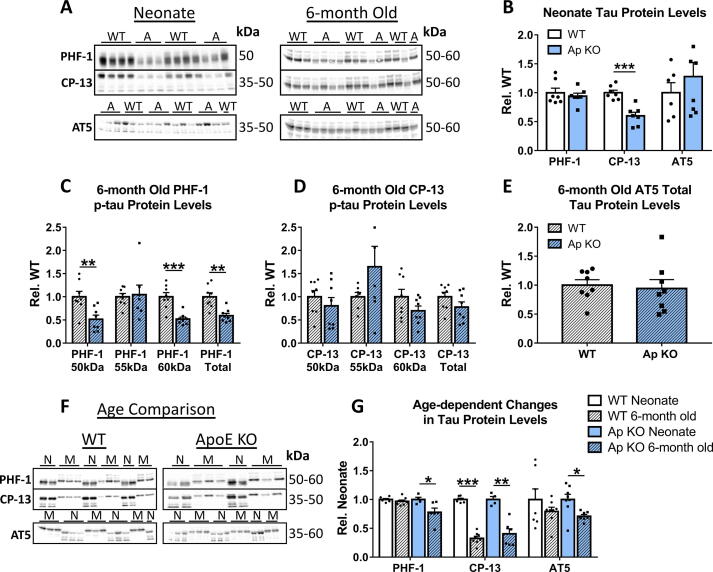 Apolipoprotein E loss of function: Influence on murine brain markers of physiology and pathology