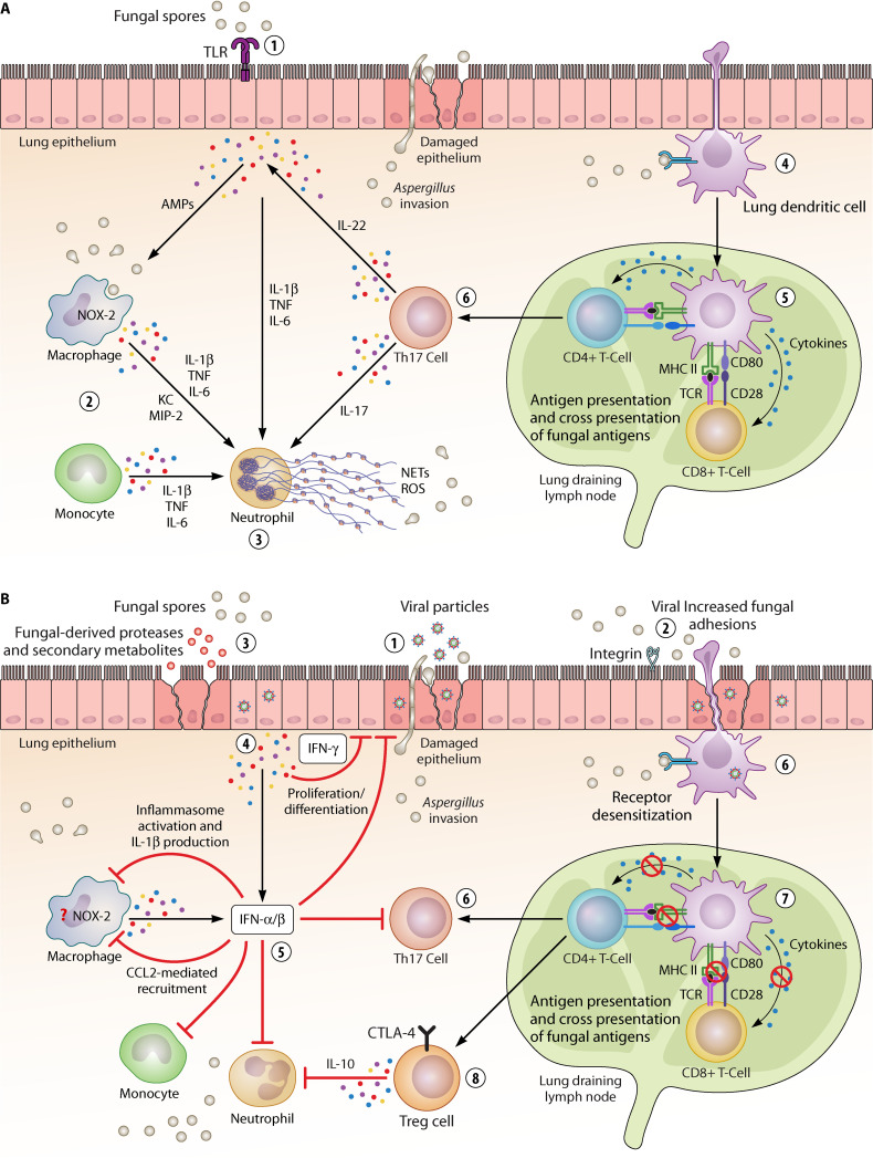 Pathogenesis of Respiratory Viral and Fungal Coinfections.