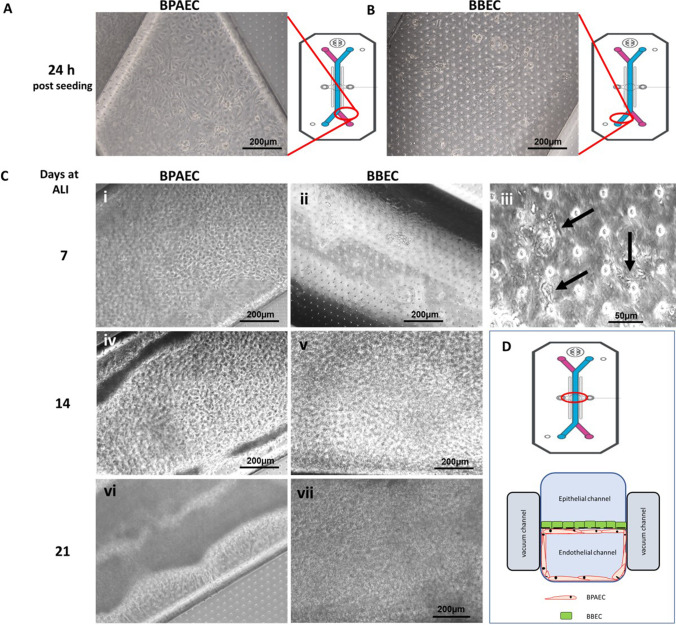 Development and evaluation of a bovine lung-on-chip (bLOC) to study bovine respiratory diseases.