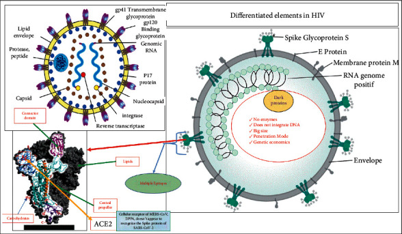 SARS-CoV-2: Molecular Structure, Pathogenesis, Potential Therapeutic Targets, and Immune Response of the Infected Subject.