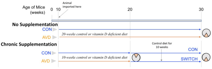 Impaired spatial memory in adult vitamin D deficient BALB/c mice is associated with reductions in spine density, nitric oxide, and neural nitric oxide synthase in the hippocampus.