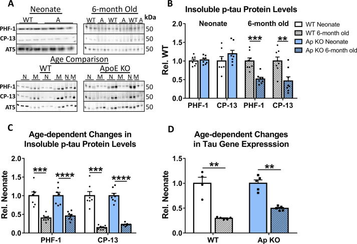 Apolipoprotein E loss of function: Influence on murine brain markers of physiology and pathology