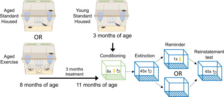 Sex-dependent effects of chronic exercise on cognitive flexibility but not hippocampal Bdnf in aging mice.