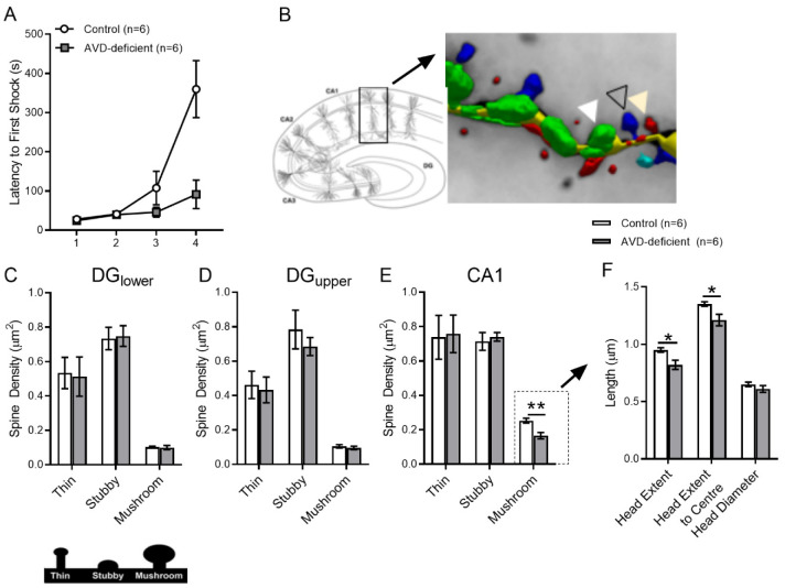 Impaired spatial memory in adult vitamin D deficient BALB/c mice is associated with reductions in spine density, nitric oxide, and neural nitric oxide synthase in the hippocampus.