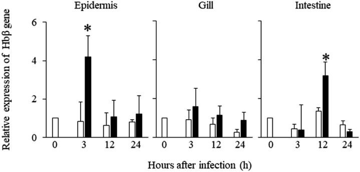 Alteration of hemoglobin ß gene expression in mucosal tissues of Japanese flounder, Paralichthys olivaceus, in response to heat stress, Edwardsiella piscicida infection, and immunostimulants administration