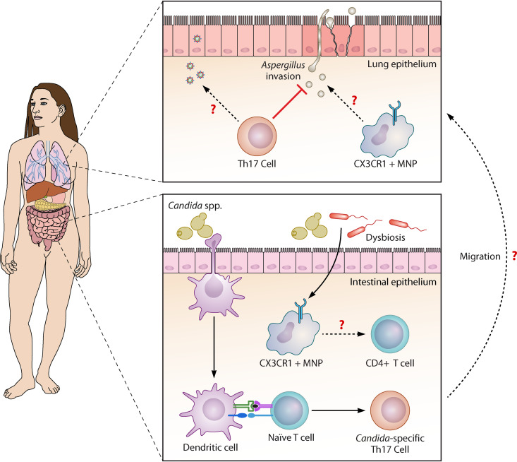 Pathogenesis of Respiratory Viral and Fungal Coinfections.