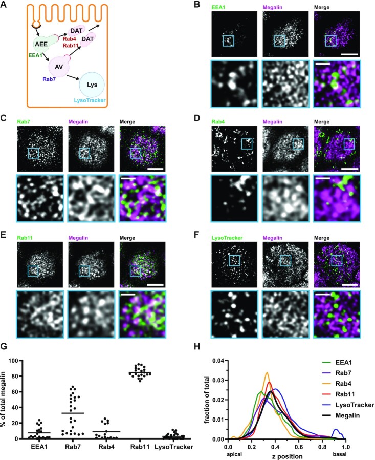 An Adaptable Physiological Model of Endocytic Megalin Trafficking in Opossum Kidney Cells and Mouse Kidney Proximal Tubule.