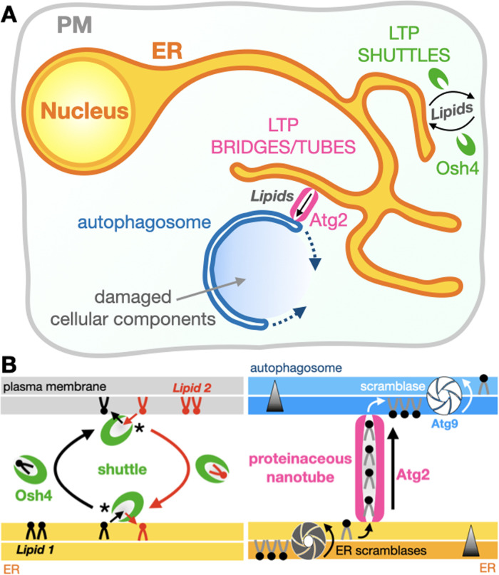 Moving Lipids, by the Numbers.