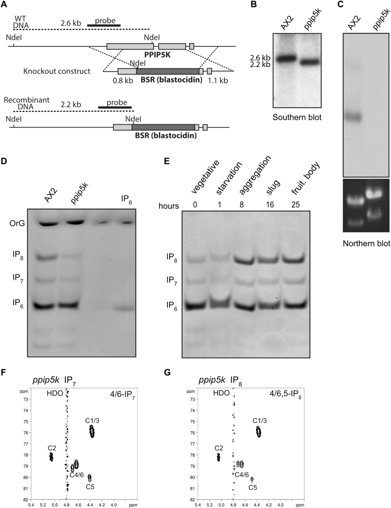 The inositol pyrophosphate metabolism of Dictyostelium discoideum does not regulate inorganic polyphosphate (polyP) synthesis