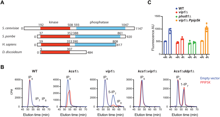 The inositol pyrophosphate metabolism of Dictyostelium discoideum does not regulate inorganic polyphosphate (polyP) synthesis