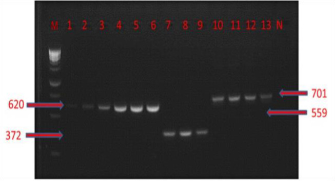 Isolation and characterization of thermophilic <i>Campylobacter</i> species from geese raised in Kars region (Turkey) using cultural, molecular and mass spectrometry methods.