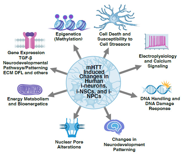 Huntington's disease iPSC models-using human patient cells to understand the pathology caused by expanded CAG repeats.