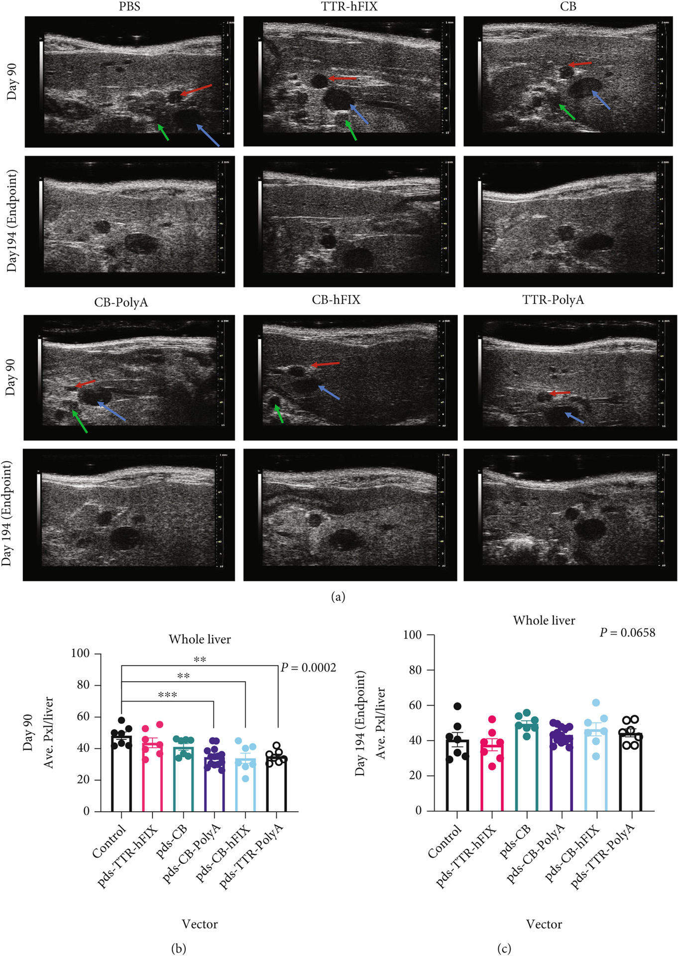 Genomic Designs of rAAVs Contribute to Pathological Changes in the Livers and Spleens of Mice.