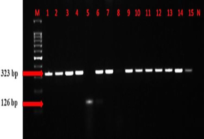 Isolation and characterization of thermophilic <i>Campylobacter</i> species from geese raised in Kars region (Turkey) using cultural, molecular and mass spectrometry methods.