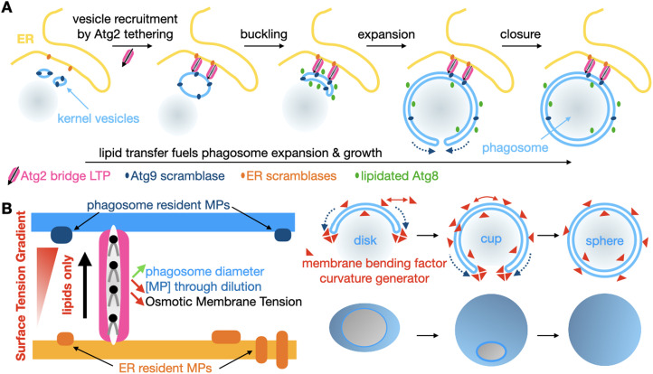 Moving Lipids, by the Numbers.