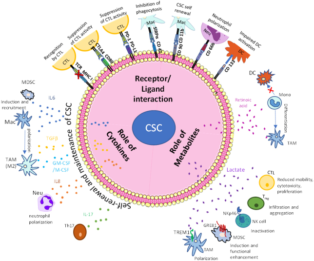 Cancer resistance to immunotherapy: What is the role of cancer stem cells?