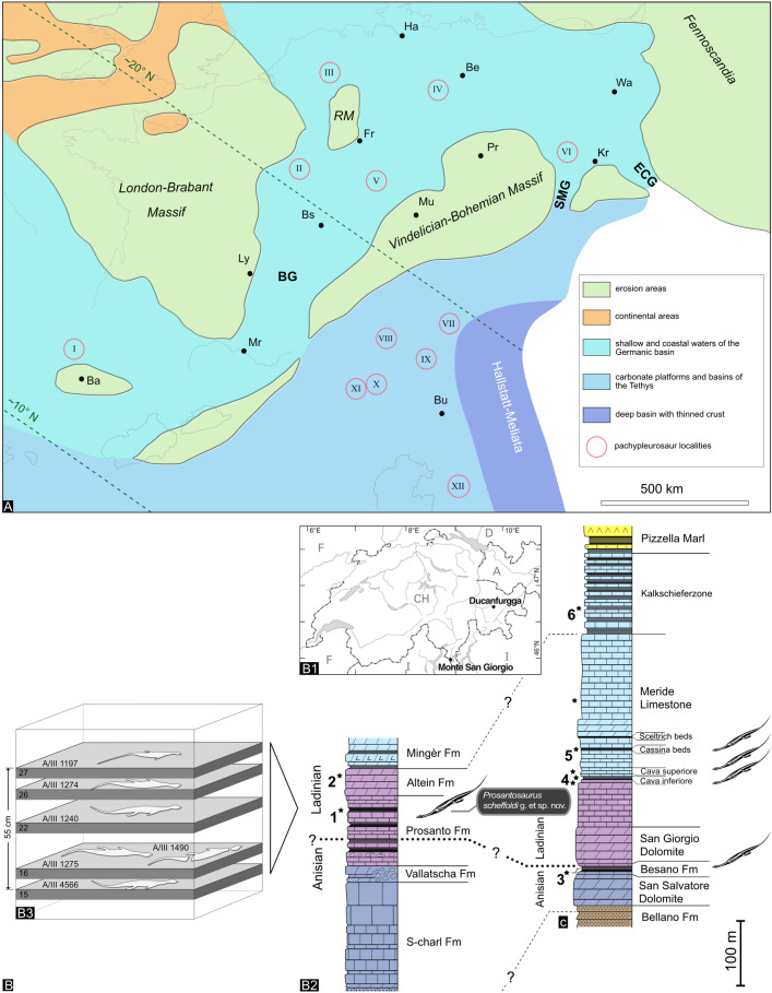 A new pachypleurosaur from the Early Ladinian Prosanto Formation in the Eastern Alps of Switzerland.