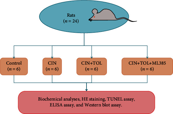 Tolvaptan Improves Contrast-Induced Acute Kidney Injury.