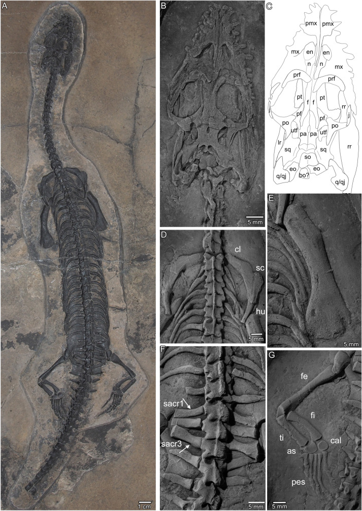 A new pachypleurosaur from the Early Ladinian Prosanto Formation in the Eastern Alps of Switzerland.