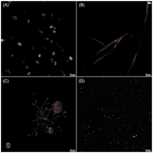 Macromolecular composition and substrate range of three marine fungi across major cell types.