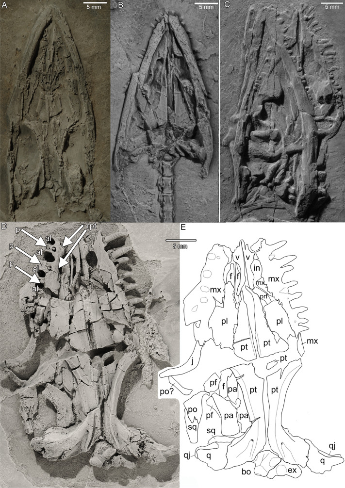 A new pachypleurosaur from the Early Ladinian Prosanto Formation in the Eastern Alps of Switzerland.