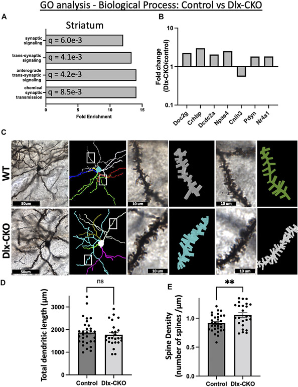 Genetic evidence of aberrant striatal synaptic maturation and secretory pathway alteration in a dystonia mouse model.