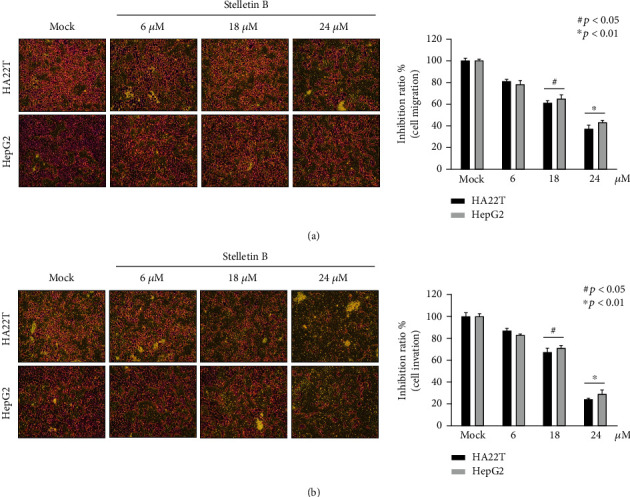 Stellettin B Isolated from <i>Stelletta</i> Sp. Reduces Migration and Invasion of Hepatocellular Carcinoma Cells through Reducing Activation of the MAPKs and FAK/PI3K/AKT/mTOR Signaling Pathways.