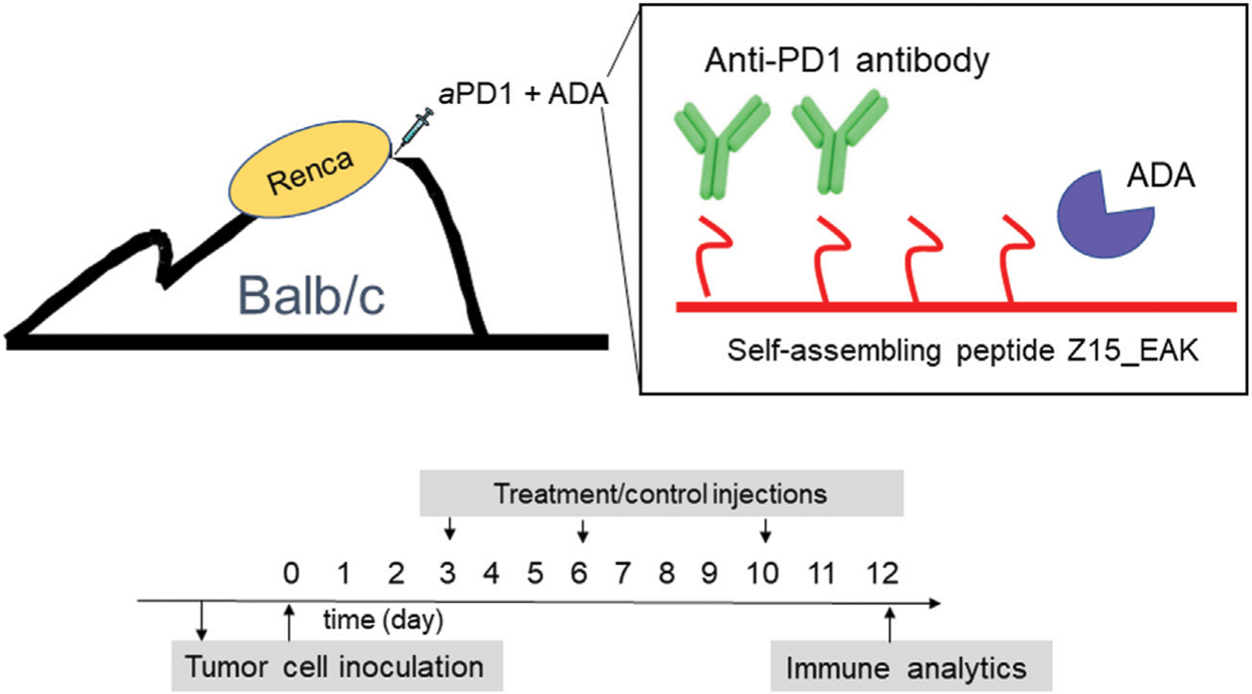 Localized PD-1 Blockade in a Mouse Model of Renal Cell Carcinoma.