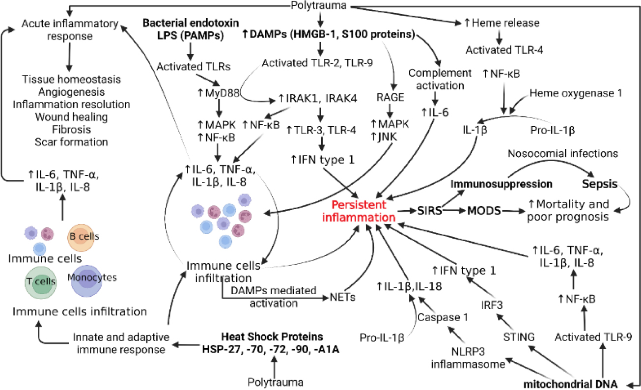 Translational and Clinical Significance of DAMPs, PAMPs, and PRRs in Trauma-induced Inflammation.