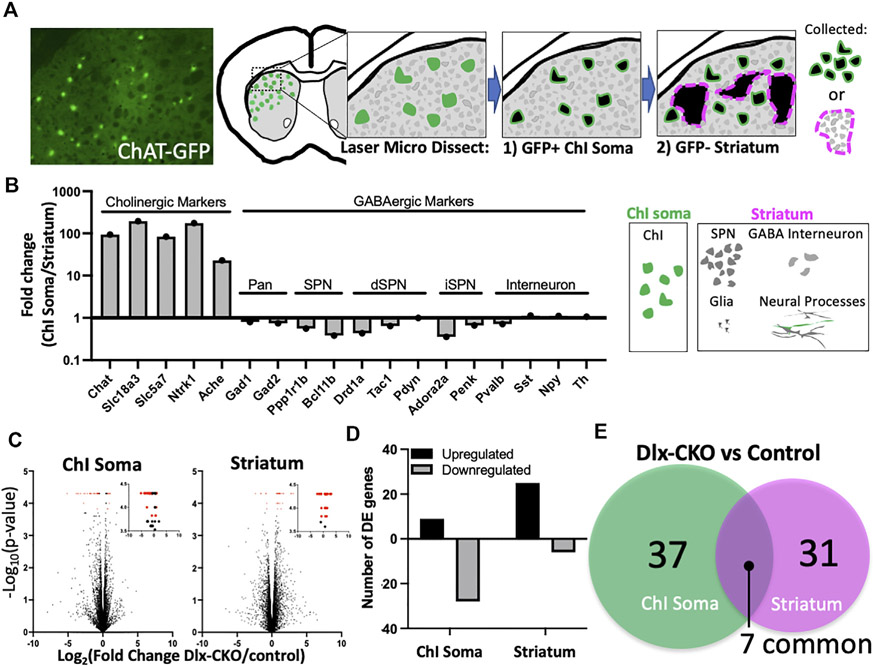 Genetic evidence of aberrant striatal synaptic maturation and secretory pathway alteration in a dystonia mouse model.